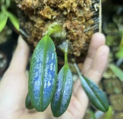 金属蓝石豆兰Bulbophy llum thiurum#雨林缸热植#附生兰#石豆兰
