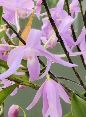粉花广东石斛Dendrobium kwangtungense C. L. Tso一份