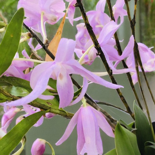粉花广东石斛Dendrobium kwangtungense C. L. Tso一份