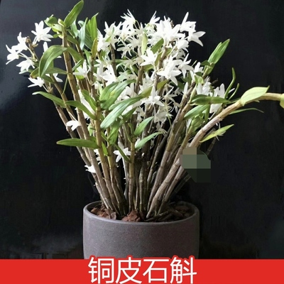 云南铜皮石斛味似栀子花茉莉花 Den moniliforme一盆15苗左右