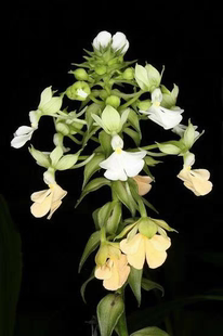 银带虾脊兰Calanthe argenteostriata 一苗一盆