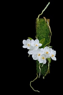 菲律宾阿姆风兰Amesiella philippinensis一苗