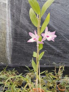 西畴灵秀石斛 Den.xichoulingxiuense