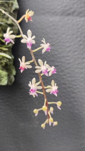 勐海隔距兰Cleisostoma menghaiense