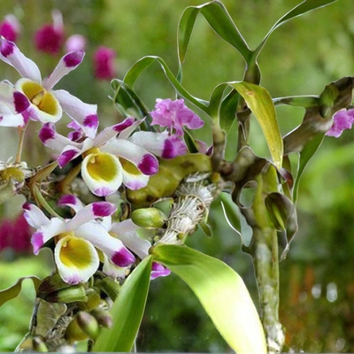 肿节石斛Dendrobium pendulum Roxb. 一盆5苗左右