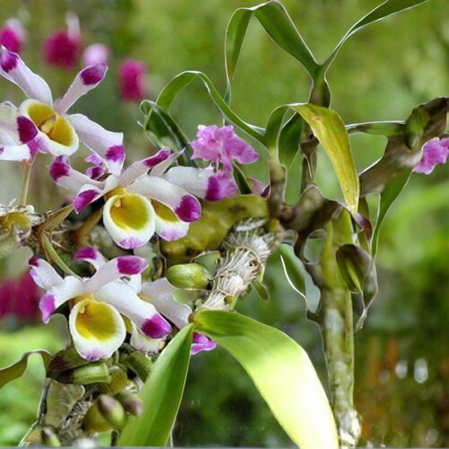 肿节石斛Dendrobium pendulum Roxb. 一盆5苗左右