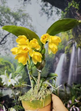 越南具槽石斛（Dendrobium sulcatum Lindl.一盆