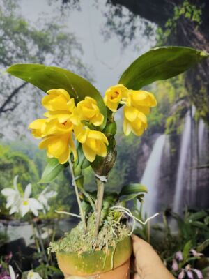 越南具槽石斛（Dendrobium sulcatum Lindl.一盆