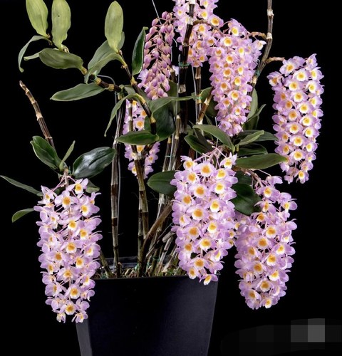 越南红灯笼石斛Dendrobiumamabile#石斛兰#洋兰#兰花