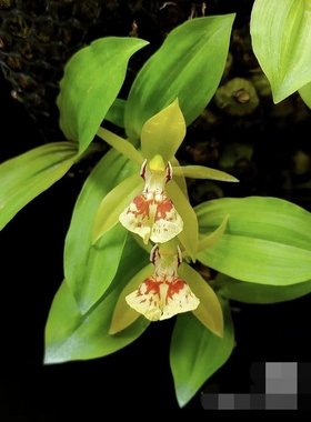 泰国公主贝母兰Coel.aff.nitida#洋兰#贝母兰#附生兰#热植