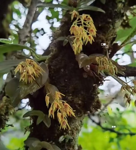 红珠虫石斛Dendrobium chrysotoxum一盆