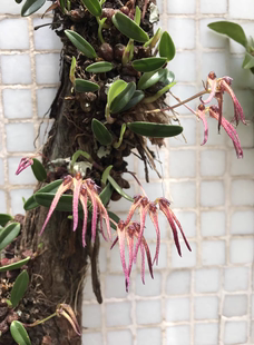 麻栗坡卷瓣兰雨林缸造景迷你盆栽板植麻栗坡卷瓣兰一份