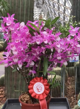 红火鸟石斛花后苗Den. Rainbow Dance Akane一盆