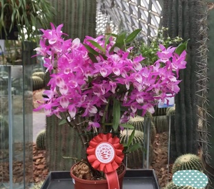 Akane一盆 Dance 红火鸟石斛花后苗Den. Rainbow