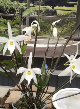 白花广东石斛Dendrobium kwangtungense C. L. Tso一盆