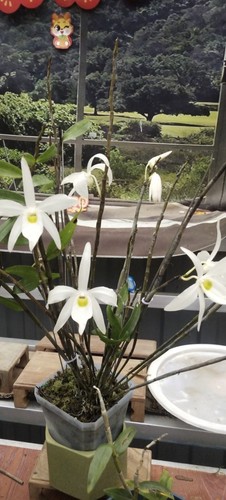 白花广东石斛Dendrobium kwangtungense C. L. Tso一盆