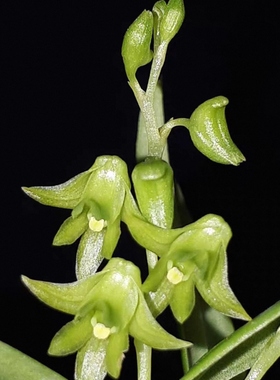镇远石斛 Dendrobium zhenyuanense D. P. Ye ex J. W.Li,D一盆