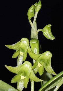 镇远石斛 Dendrobium zhenyuanense D. P. Ye ex J. W.Li,D一盆