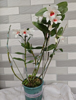 越南新娘Dendrobium multilineatum 皱褶石斛一盆