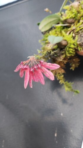 瓜珠石豆兰雨林缸造景迷你热植红宝石石豆兰一份