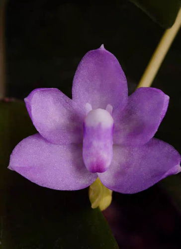 菲律宾抱茎白点兰Thrixspermum Rchb 一板3-5苗