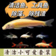 热带鱼清洁鱼金苔鼠工具鱼吃藻擦鱼缸清道夫底栖鱼粉红鲨鼠鱼小型