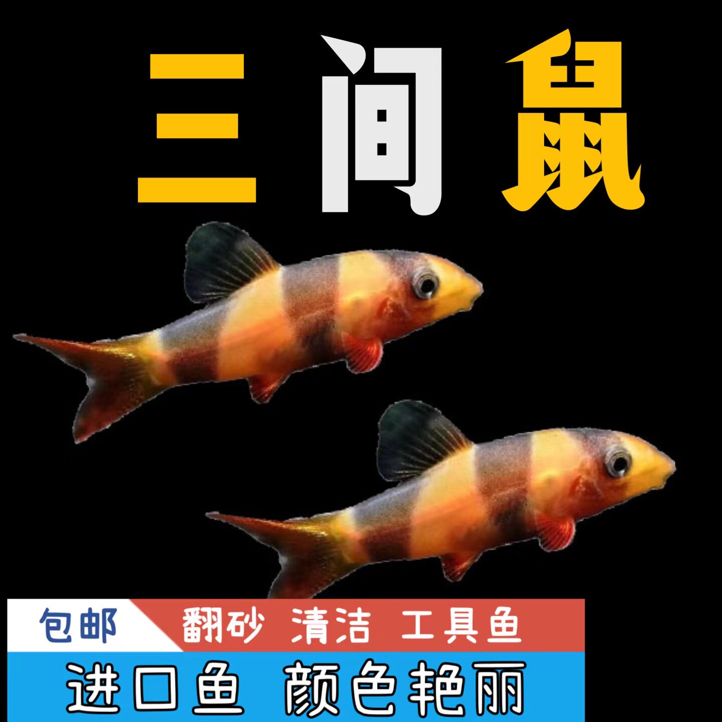 三间鼠鱼进口热带鱼1条包邮底栖