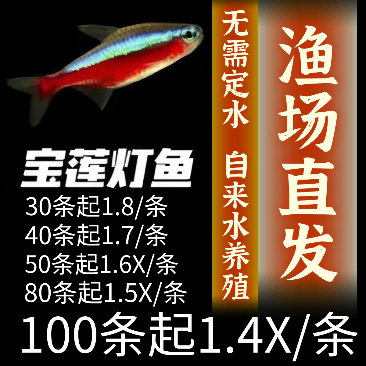 宝莲灯巴西f1人工繁殖草缸鱼图片