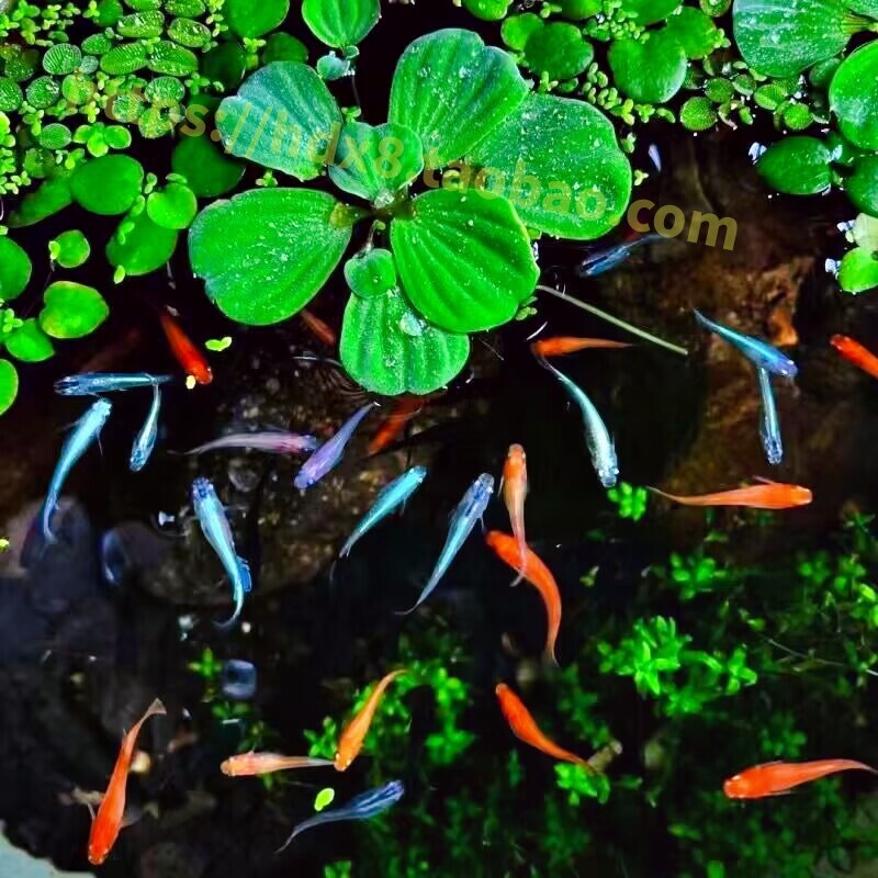 精品观背青鳉鱼送饲料 青鳉鱼星光鱼卵 不打氧冷水鱼小型鱼观赏鱼