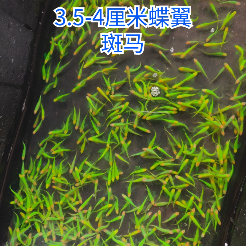蝶翼斑马长尾冷水翡翠龙凤小型淡水荧光热带好养热带观赏包邮鱼