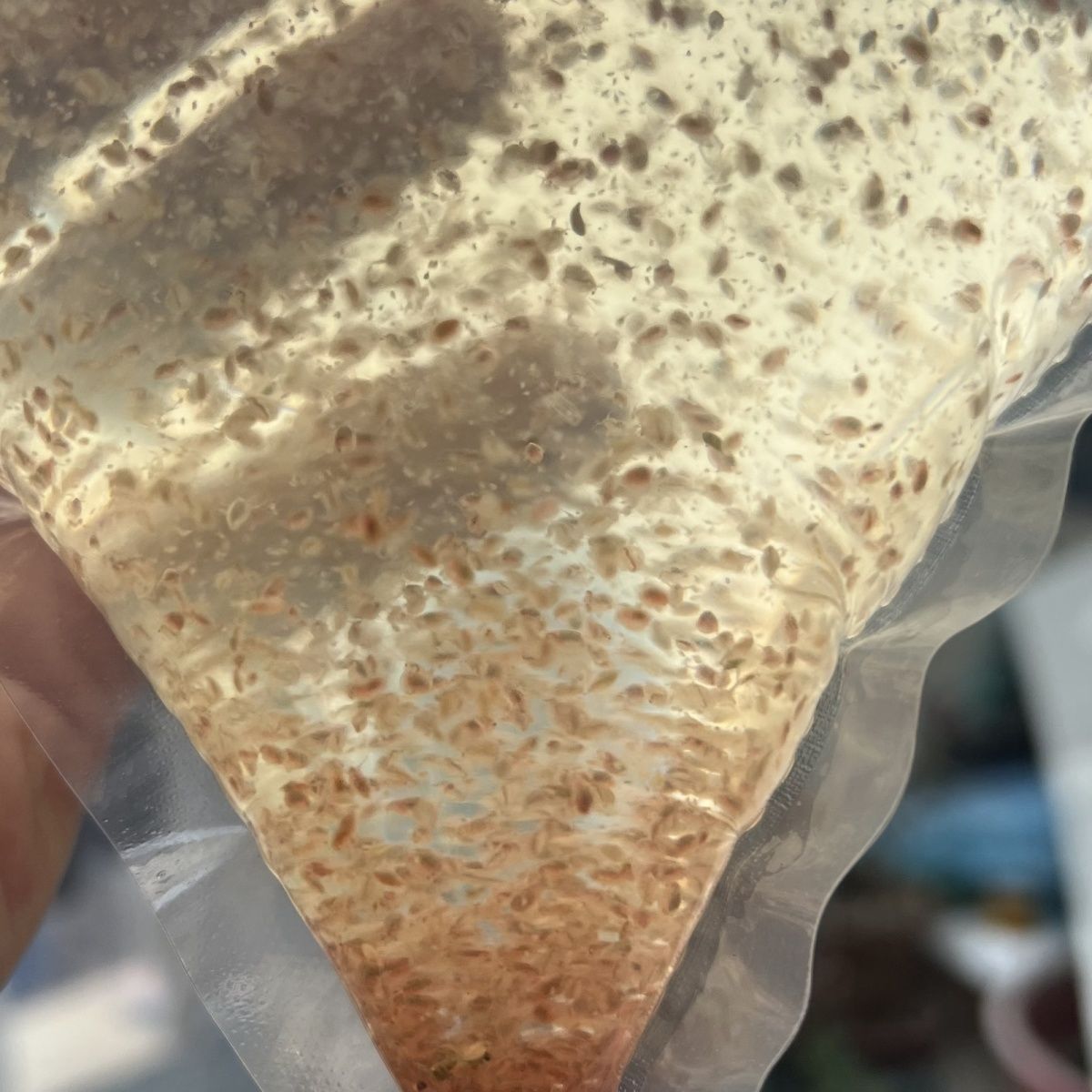 人工繁殖水蚤活体饲料小型鱼饲料开口料高蛋白营养蹦蹦虫新鲜饵料