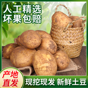 内蒙古武川黄皮黄心土豆2025新鲜羊粪种植粉面洋芋马铃薯