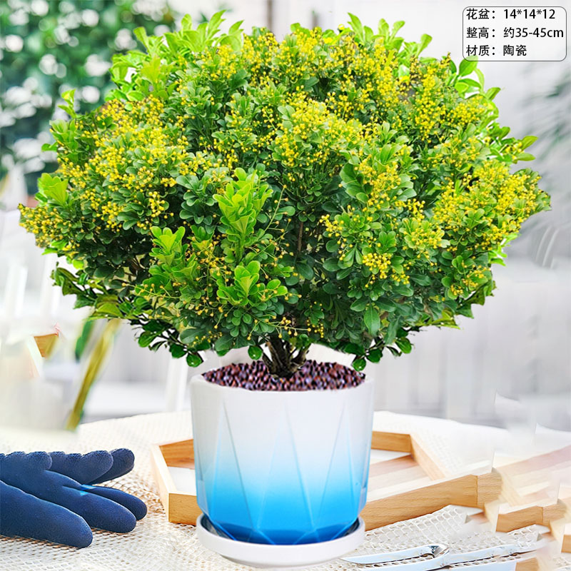 香水米兰花盆栽清香型四季开花图片