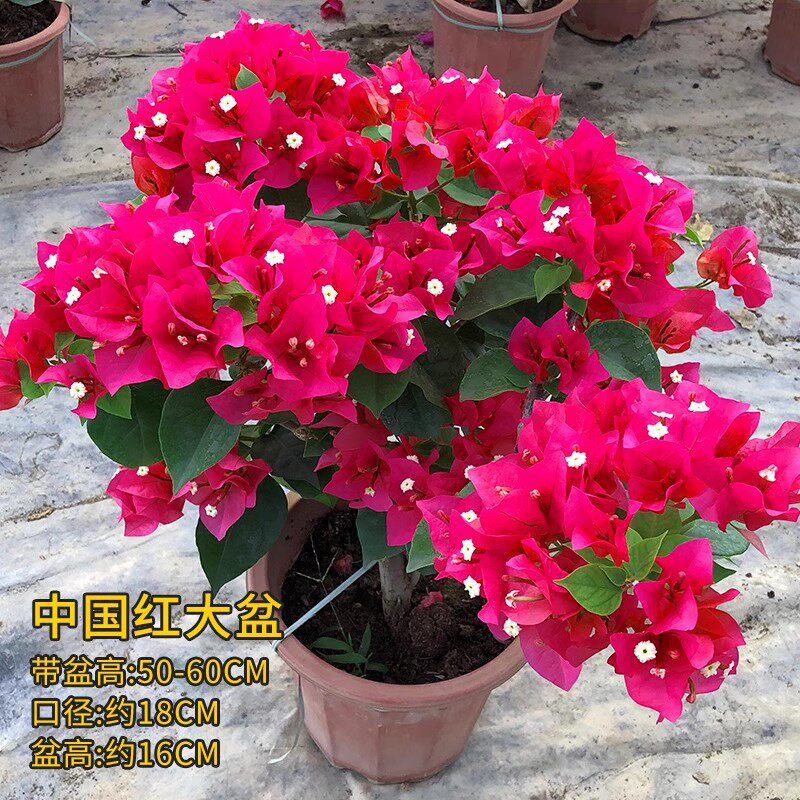 三角梅盆栽大苗带花老桩爬藤植物耐寒勤花阳台庭院四季开花花卉