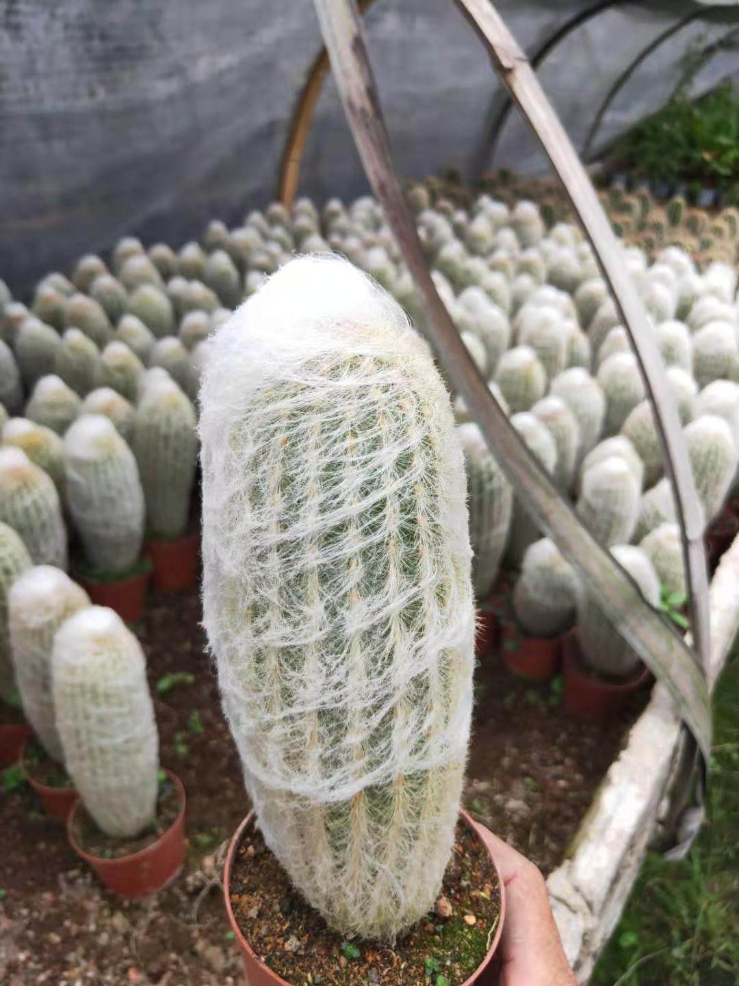 仙人柱合集组合量天尺 龙神木 蓝衣柱仙人掌多肉植物办公室防辐射_虎窝淘