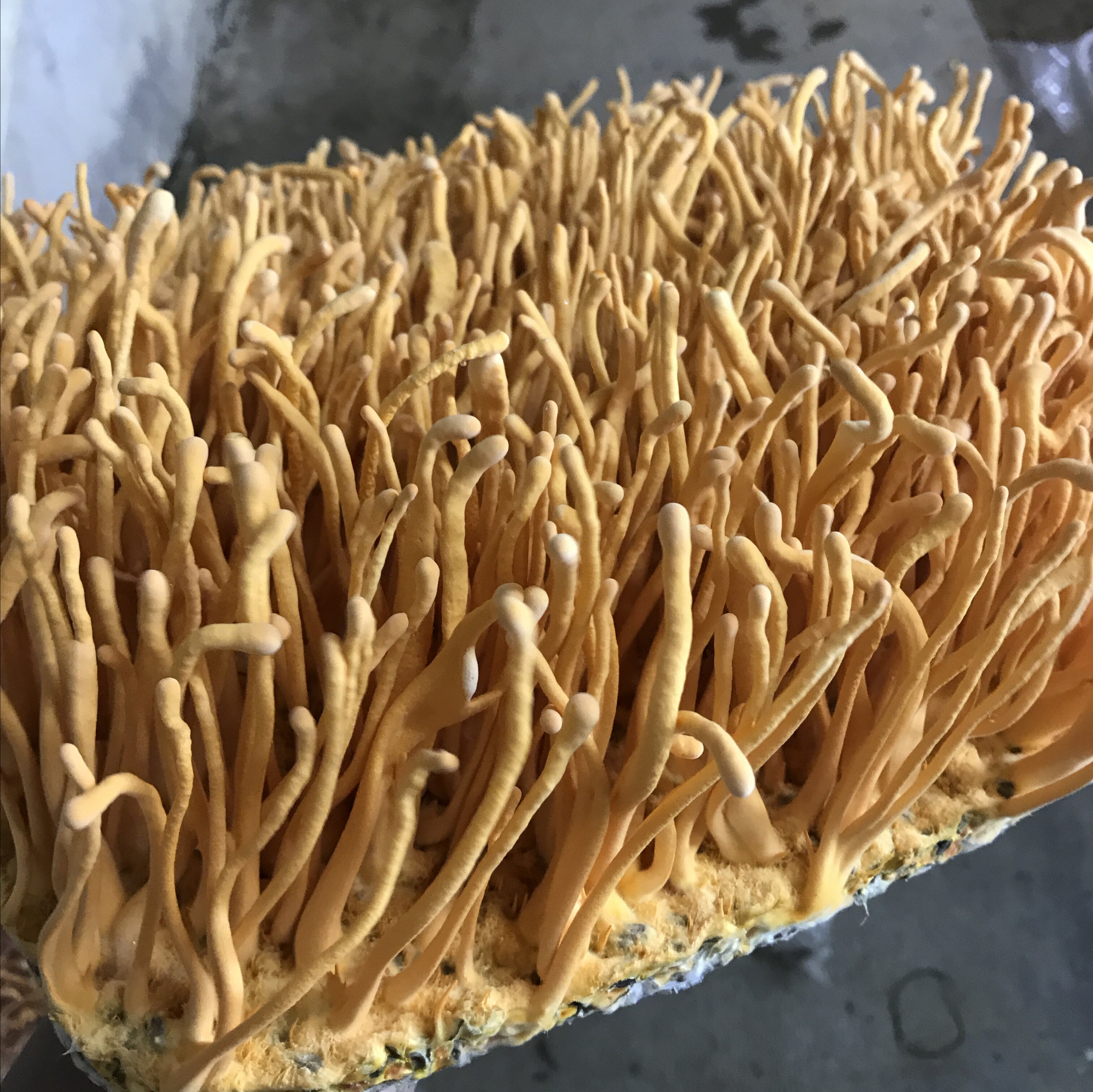 活菇林食用新鲜鲜虫草花蛹草孢子头非干货500克菌菇火锅食材供应