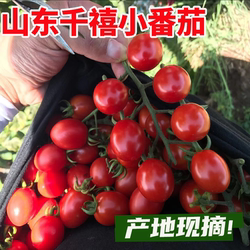圣女果山东千禧小番茄新鲜小柿子樱桃小西红柿孕妇水果现摘包邮5