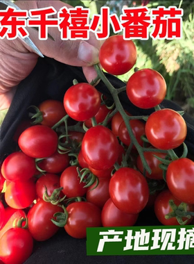 圣女果山东千禧小番茄新鲜小柿子樱桃小西红柿孕妇水果现摘包邮5