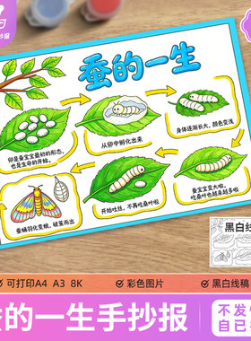 蚕的一生儿童绘画手抄报模板动物观察生长变化记录日记线稿图