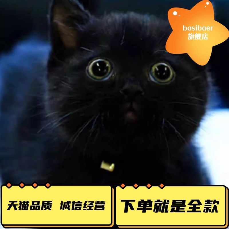 黑豹孟买猫Basibaer好养活