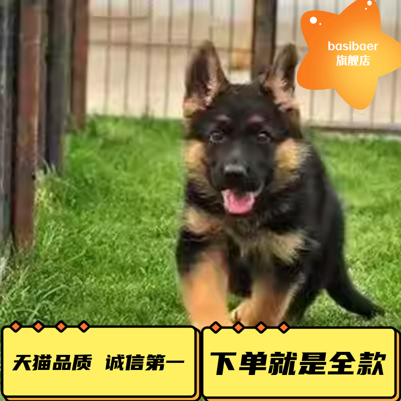 纯幼种狼狗好养活活物