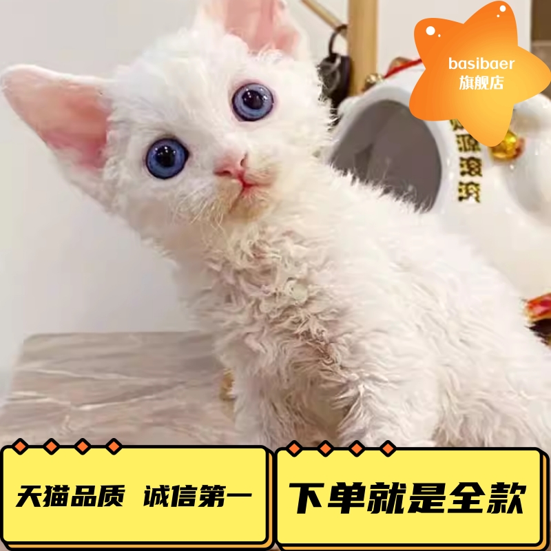 德文卷毛猫不纯种活体幼猫蓝眼黑白高智商帝王猫赛级掉毛宠物猫咪