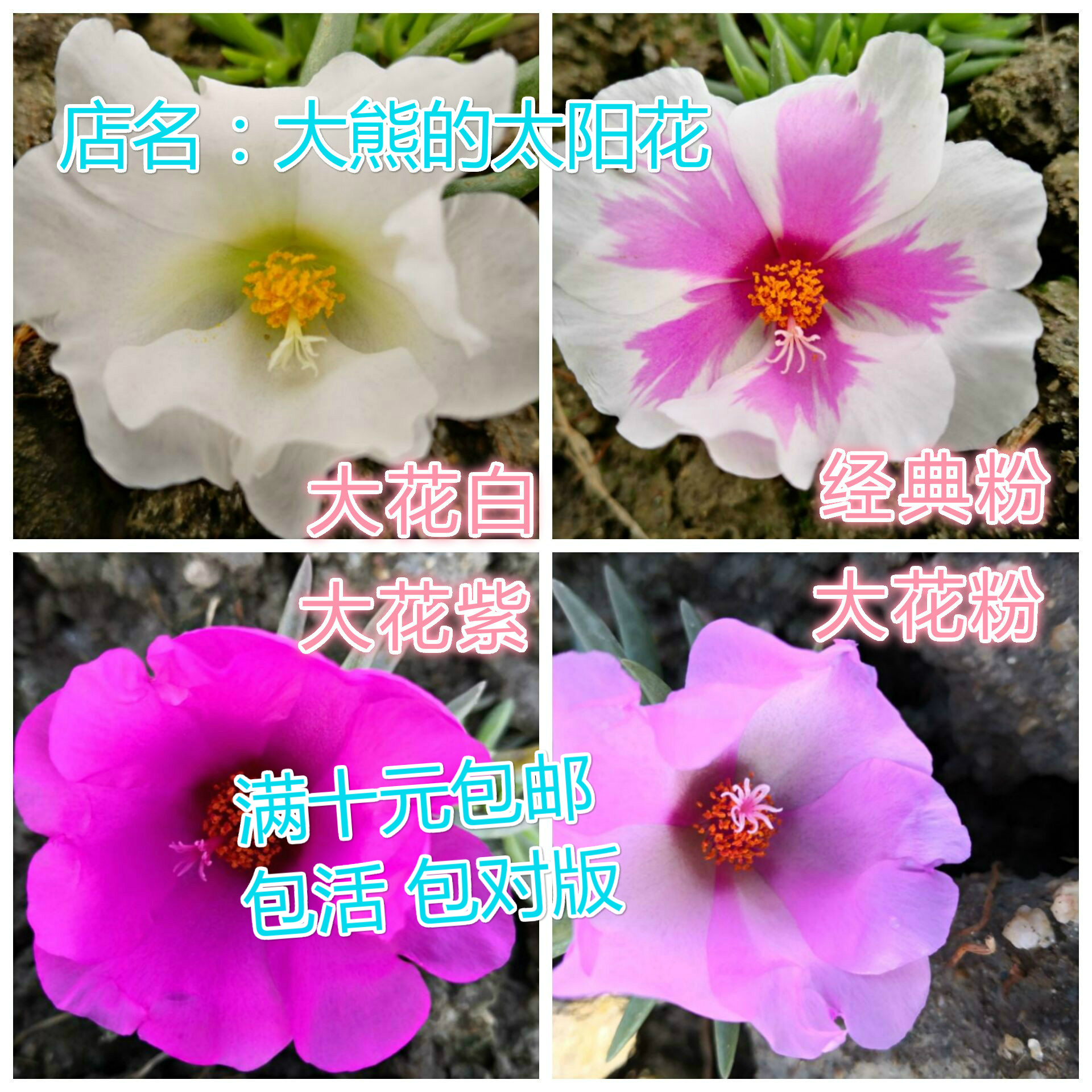 针叶单瓣宿根太阳花盆栽花卉花苗花苞 阳台庭院 四季开花混色包邮 鲜花速递/花卉仿真/绿植园艺 时令草本花卉 原图主图