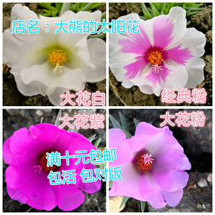 进口新品 针叶单瓣宿根太阳花盆栽花卉花苗带花苞阳台庭院混色 包邮