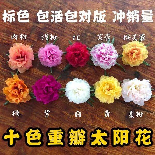 泰国进口新品太阳花初霜缤纷粉少向日葵/太阳花