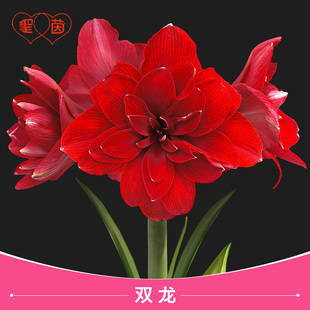圣茵进口朱顶红双龙易活球根花卉多年生阳台植物进口品种耐热种球