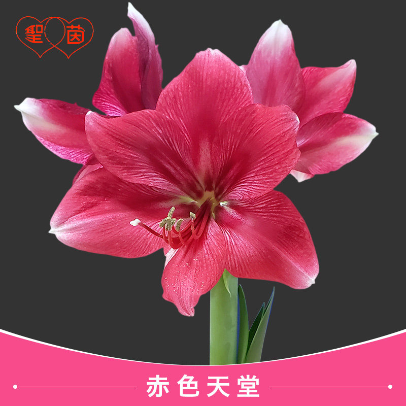 圣茵朱顶红种球 红色天堂 (错版率50%,下单慎重)