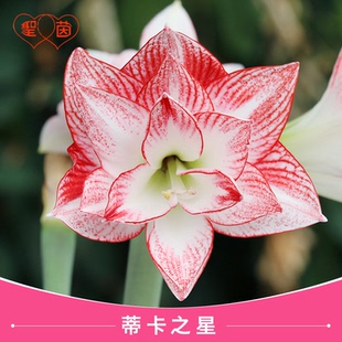 圣茵朱顶红秘鲁蒂卡之星阳台种球多年生品种种球植物绿植开花球