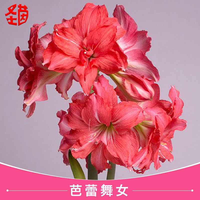 圣茵进口朱顶红 芭蕾舞女 易活球根花卉多年生阳台植物
