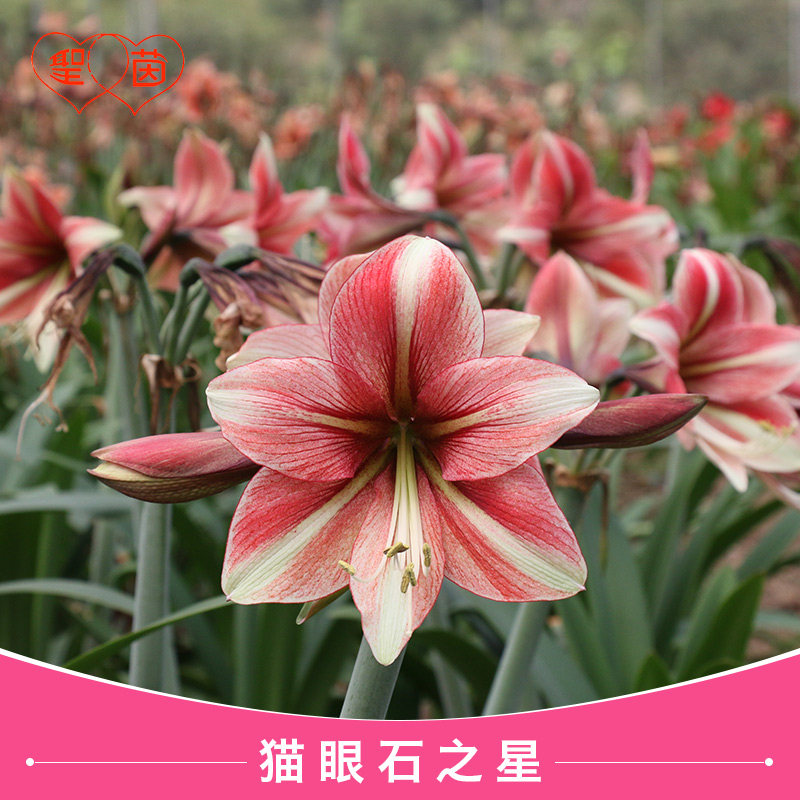 圣茵 朱顶红种球 猫眼石之星